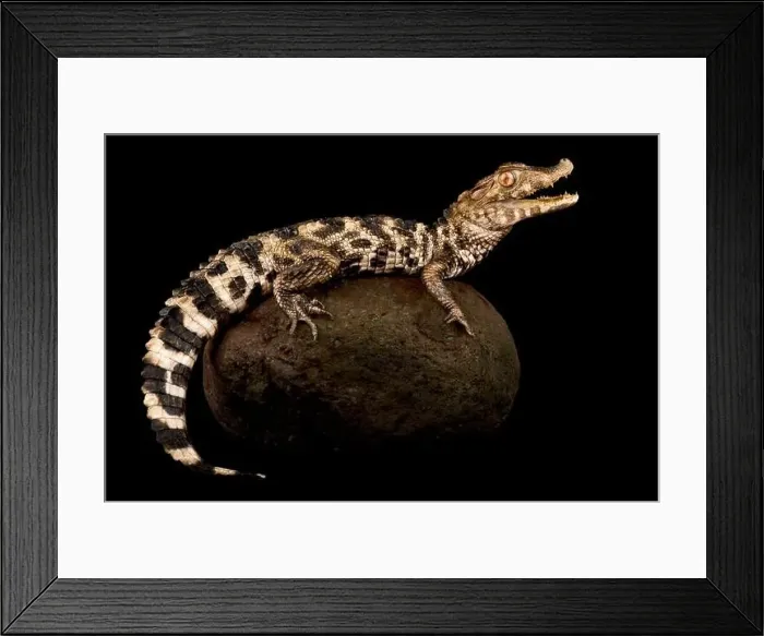 Framed Print : Cuvier's dwarf caiman (Paleosuchus palpebrosus) Framed Print : Cuvier's dwarf caiman (Paleosuchus palpebrosus)