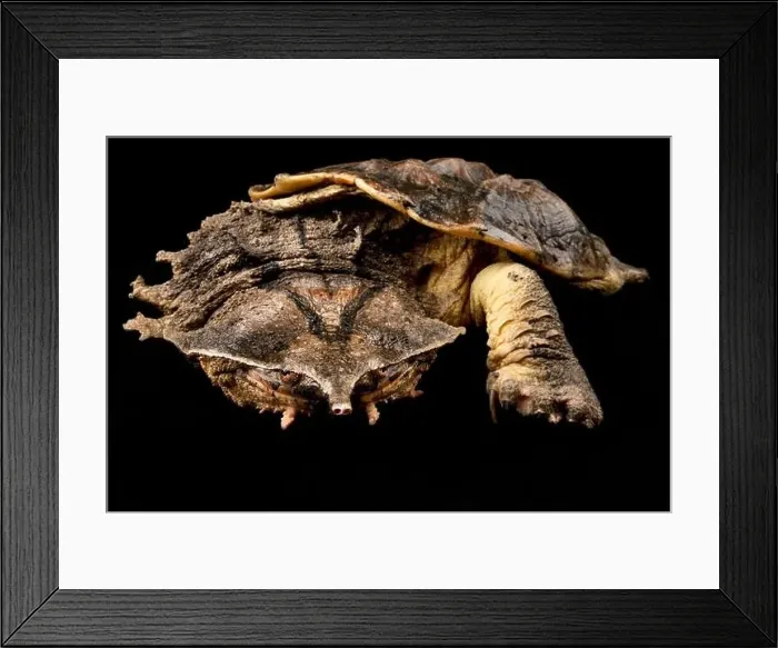 Framed Print : Matamata (Chelus fimbriatus) Framed Print : Matamata (Chelus fimbriatus)