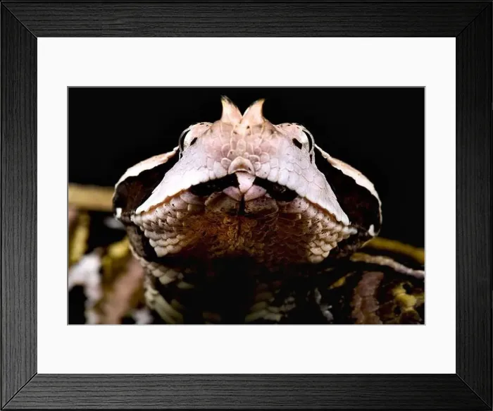 Framed Print : West African Gaboon Viper (Bites rhinoceros) Framed Print : West African Gaboon Viper (Bites rhinoceros)