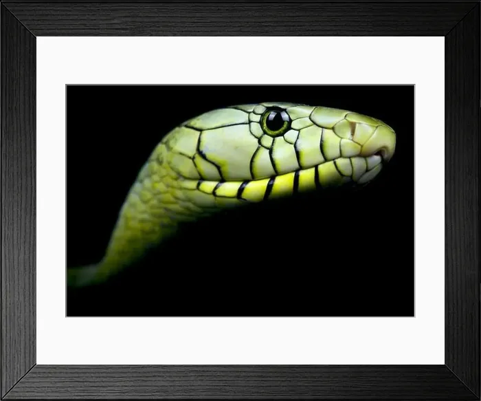 Framed Print : Western green mamba (Dendroaspis viridis)