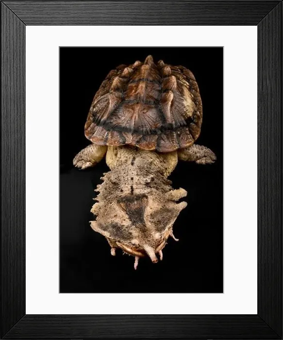 Framed Print : Matamata (Chelus fimbriatus) Framed Print : Matamata (Chelus fimbriatus)