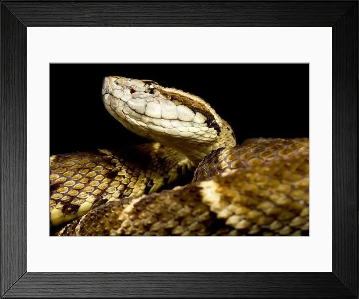 Framed Print : Lancehead (Bothrops atrox) Framed Print : Lancehead (Bothrops atrox)
