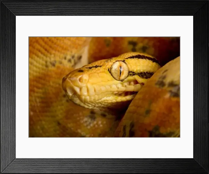 Framed Print : Garden tree boa (Corallus hortulana) Framed Print : Garden tree boa (Corallus hortulana)
