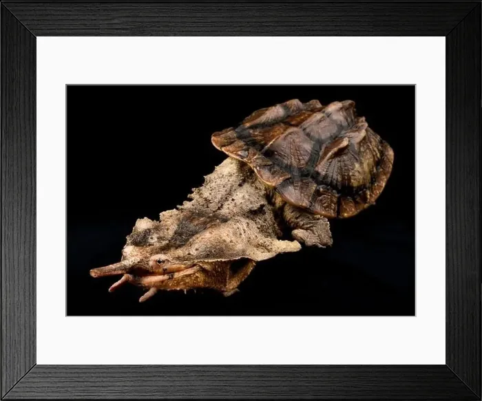 Framed Print : Matamata (Chelus fimbriatus) Framed Print : Matamata (Chelus fimbriatus)
