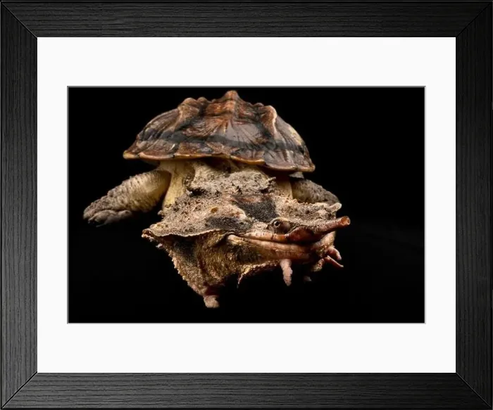 Framed Print : Matamata (Chelus fimbriatus) Framed Print : Matamata (Chelus fimbriatus)
