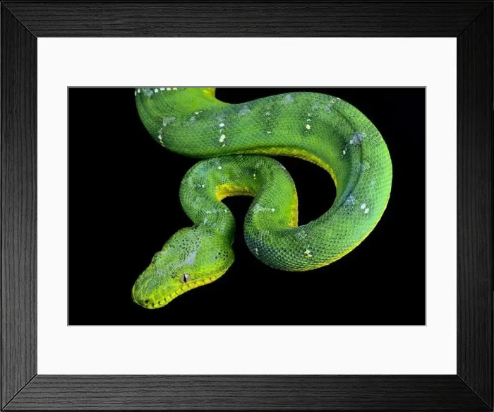 Framed Print : Green tree boa (Corallus caninus) Framed Print : Green tree boa (Corallus caninus)