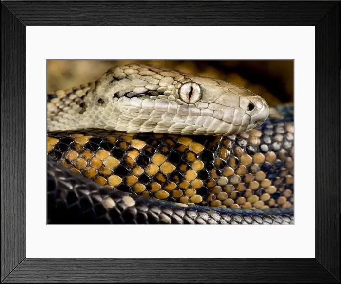 Framed Print : Jamaican Boa (Chilabothrus subflavus) Framed Print : Jamaican Boa (Chilabothrus subflavus)