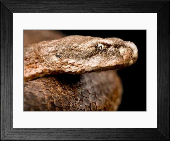 Framed Print : Milos viper (Macrovipera schweizeri) Framed Print : Milos viper (Macrovipera schweizeri)