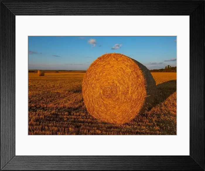 Framed Print : Wonderful summer village landscape. Drone view of an agricultural field with large round bales Framed Print : Wonderful summer village landscape. Drone view of an agricultural field with large round bales