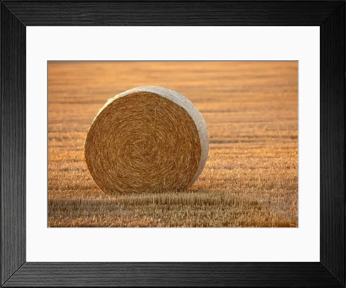Framed Print : Wonderful summer village landscape. Drone view of an agricultural field with large round bales Framed Print : Wonderful summer village landscape. Drone view of an agricultural field with large round bales