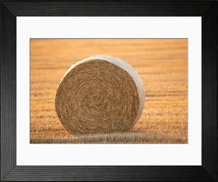Framed Print : Wonderful summer village landscape. Drone view of an agricultural field with large round bales Framed Print : Wonderful summer village landscape. Drone view of an agricultural field with large round bales