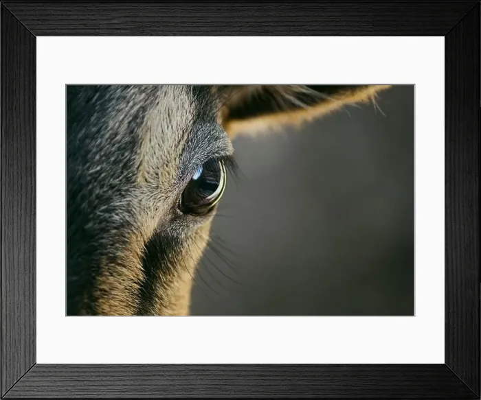 Framed Print : Frontal view of a young goat looking directly at the viewer with a dark background Framed Print : Frontal view of a young goat looking directly at the viewer with a dark background