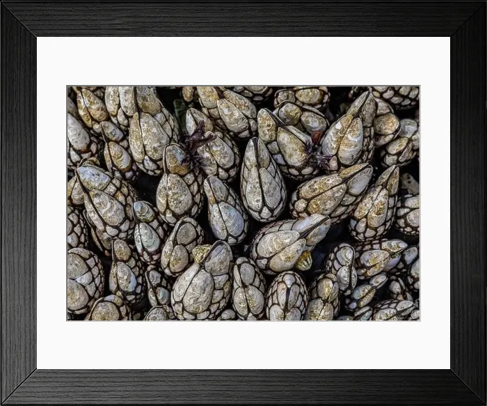 Framed Print : Goose Barnacles, Pollicipes polymerus Framed Print : Goose Barnacles, Pollicipes polymerus