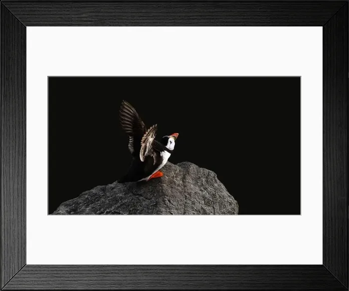Framed Print : A puffin on a rock about to fly away, spreading its wings, black background, minimalism, copy space, negative space Framed Print : A puffin on a rock about to fly away, spreading its wings, black background, minimalism, copy space, negative space
