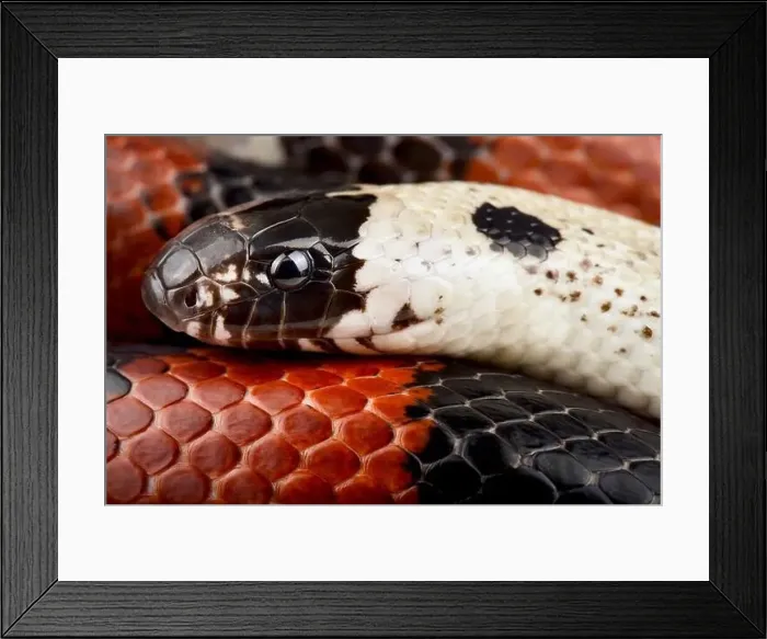 Framed Print : Atlantic Central American Milkshake (Lampropeltis polyzona) Framed Print : Atlantic Central American Milkshake (Lampropeltis polyzona)
