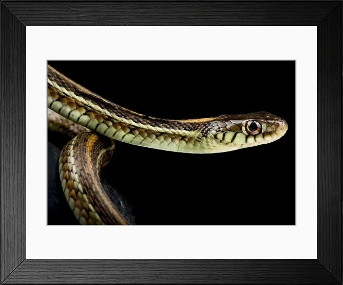 Framed Print : The Atotonilco Garter Snake (Thamnophis eques diluvialis) is endemic to Lake Chapala in Mexico Framed Print : The Atotonilco Garter Snake (Thamnophis eques diluvialis) is endemic to Lake Chapala in Mexico
