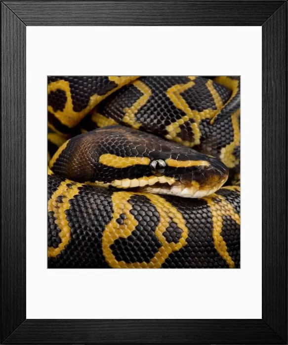 Framed Print : The Ball python (Python regius) is the most popular pet snake in the world Framed Print : The Ball python (Python regius) is the most popular pet snake in the world