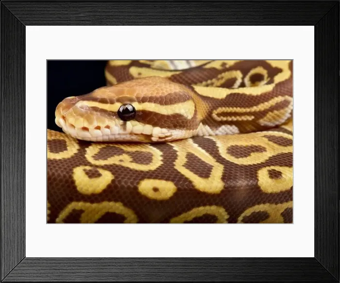 Framed Print : The Ball python (Python regius) is the most popular pet snake in the world Framed Print : The Ball python (Python regius) is the most popular pet snake in the world
