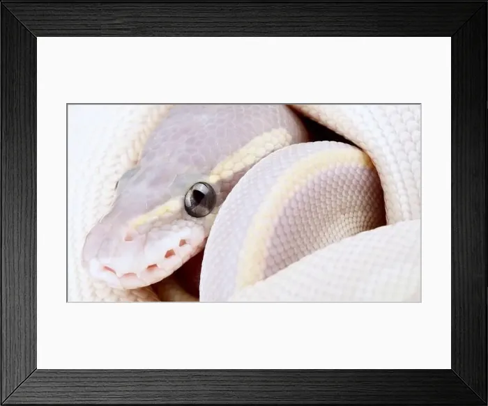 Framed Print : ©Matthijs Kuijpers Framed Print : ©Matthijs Kuijpers