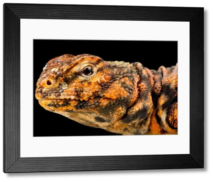 Framed Print : Geyr's Spiny-tailed lizard (Uromastyx geyri) Framed Print : Geyr's Spiny-tailed lizard (Uromastyx geyri)