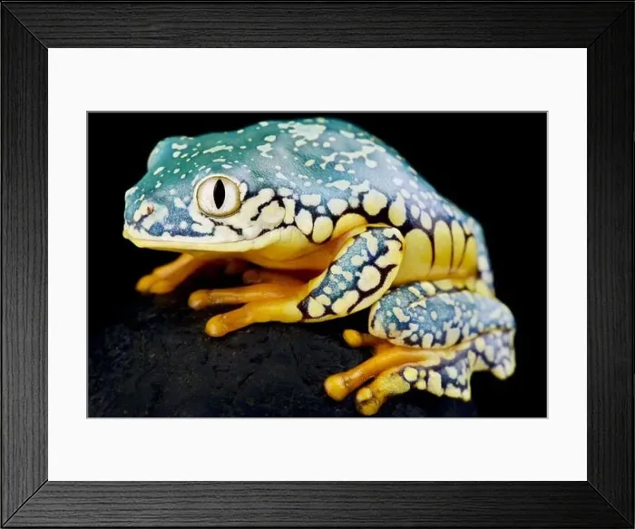 Framed Print : Fringed leaf frog (Cruziohyla craspedopus) Framed Print : Fringed leaf frog (Cruziohyla craspedopus)