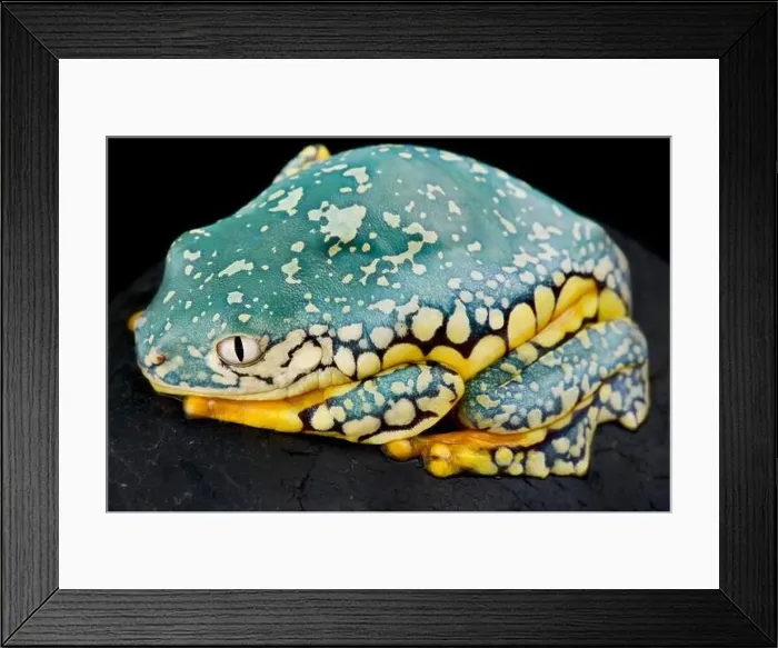 Framed Print : Fringed leaf frog (Cruziohyla craspedopus) Framed Print : Fringed leaf frog (Cruziohyla craspedopus)
