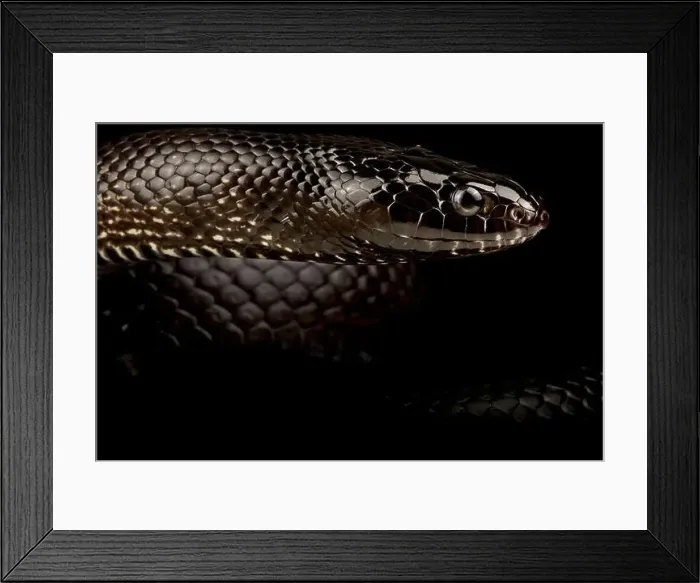 Framed Print : Black desert Kingsnake (Lampropeltis nigrita) Framed Print : Black desert Kingsnake (Lampropeltis nigrita)