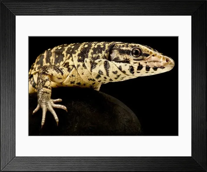 Framed Print : Golden Tegu (Tupinambis teguixin) Framed Print : Golden Tegu (Tupinambis teguixin)