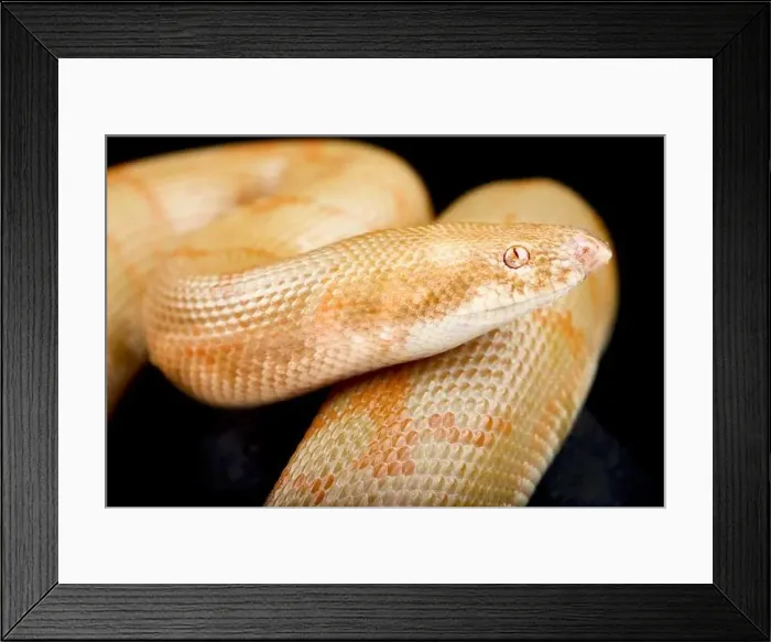 Framed Print : Albino Kenyan sand boa (Eryx colubrinus) Framed Print : Albino Kenyan sand boa (Eryx colubrinus)