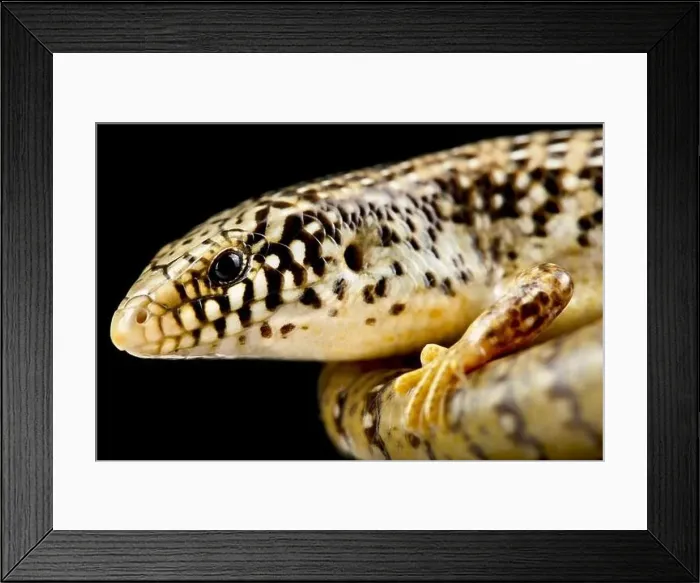 Framed Print : Ocellated skink (Chalcides ocellatus) Framed Print : Ocellated skink (Chalcides ocellatus)