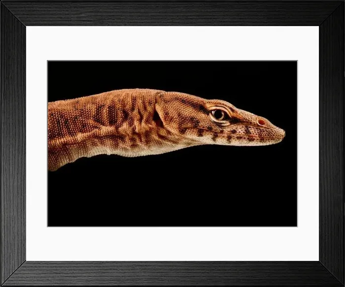 Framed Print : Pilbara rock monitor (Varanus pilbarensis) Framed Print : Pilbara rock monitor (Varanus pilbarensis)