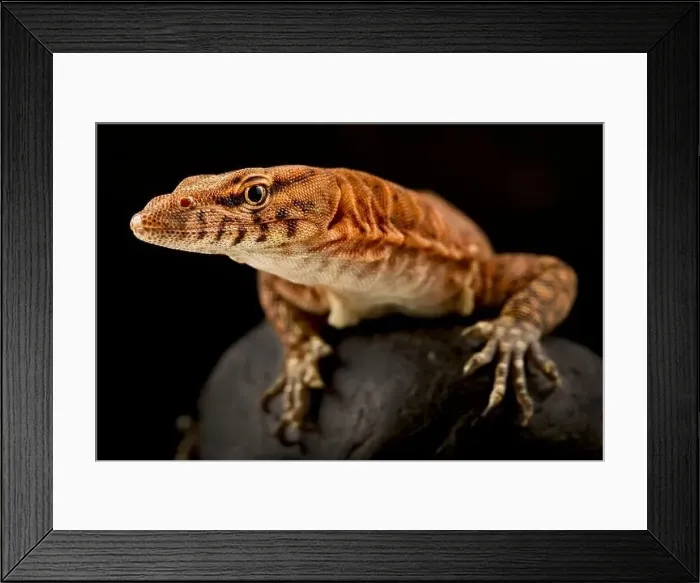 Framed Print : Pilbara rock monitor (Varanus pilbarensis) Framed Print : Pilbara rock monitor (Varanus pilbarensis)