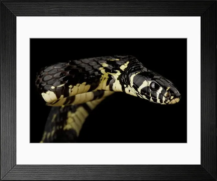 Framed Print : Tropical chicken snake (Spilotes megalolepis) Framed Print : Tropical chicken snake (Spilotes megalolepis)