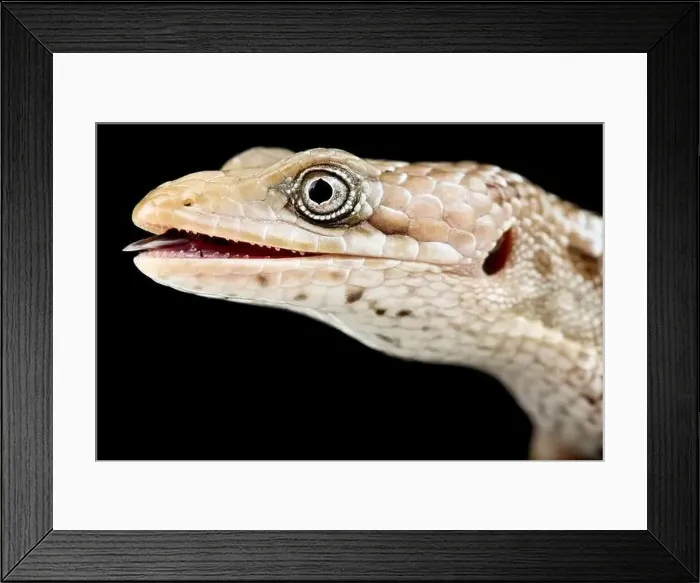 Framed Print : Texas alligator lizard (Gerrhonotus infernalis) Framed Print : Texas alligator lizard (Gerrhonotus infernalis)