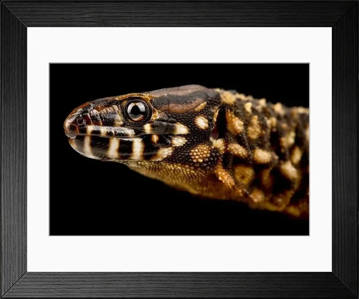 Framed Print : Smith's tropical night lizard (Lepidophyma smithii)