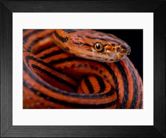 Framed Print : Red - Black striped snake (Bothropthalmus lineatus) Framed Print : Red - Black striped snake (Bothropthalmus lineatus)