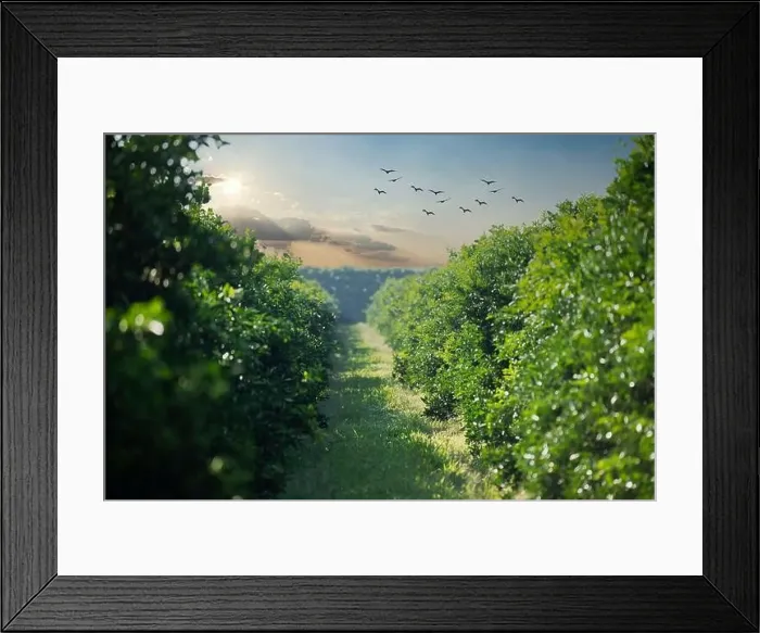 Framed Print : orange trees in plantation in sunset Framed Print : orange trees in plantation in sunset