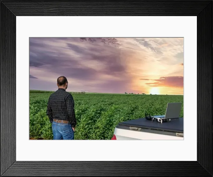 Framed Print : Farmer standing in soybean field looking at notebook and drone Framed Print : Farmer standing in soybean field looking at notebook and drone