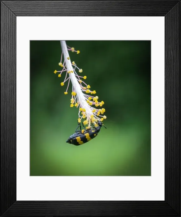 Framed Print : yellow bug hanging on a flower. this macro photo was taken from Bangladesh Framed Print : yellow bug hanging on a flower. this macro photo was taken from Bangladesh