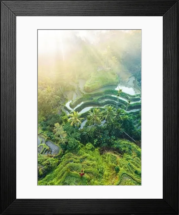 Framed Print : Tegalalang Rice Terrace at sunrise, Bali Framed Print : Tegalalang Rice Terrace at sunrise, Bali