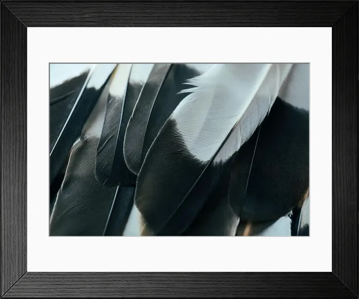 Framed Print : Beautiful black and white color dark modern bird feathers seamless abstract lines pattern texture design natural Framed Print : Beautiful black and white color dark modern bird feathers seamless abstract lines pattern texture design natural