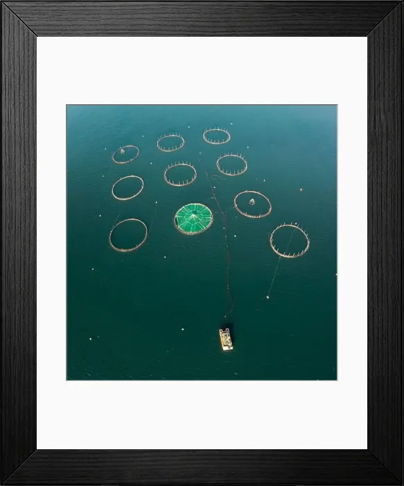 Framed Print : A top-down view of aquaculture fish farm cages and nets in deep blue water Framed Print : A top-down view of aquaculture fish farm cages and nets in deep blue water