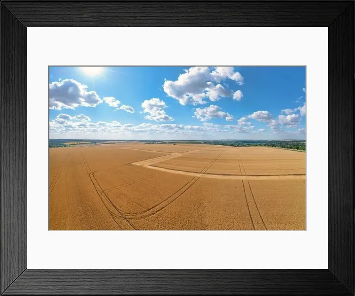 Framed Print : Agricultural field with mature grain crops. Abstract natural background Framed Print : Agricultural field with mature grain crops. Abstract natural background