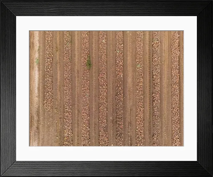 Framed Print : Lines and patterns on an onion field with onions at harvest as an aerial view Framed Print : Lines and patterns on an onion field with onions at harvest as an aerial view