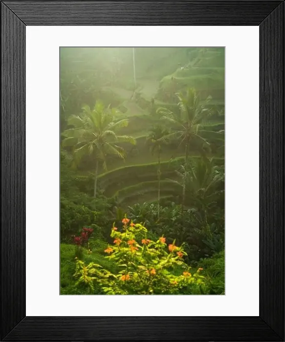 Framed Print : Rice fields at sunset from above, Bali, Indonesia Framed Print : Rice fields at sunset from above, Bali, Indonesia
