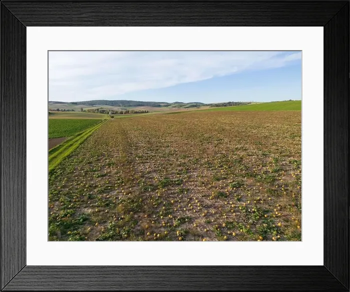 Framed Print : Aerial View of a Pumpkin field in Autumn in Lower Austria Framed Print : Aerial View of a Pumpkin field in Autumn in Lower Austria