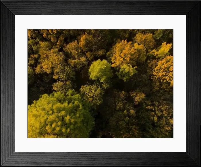 Framed Print : aerial drone fligt over forest in autumn Framed Print : aerial drone fligt over forest in autumn