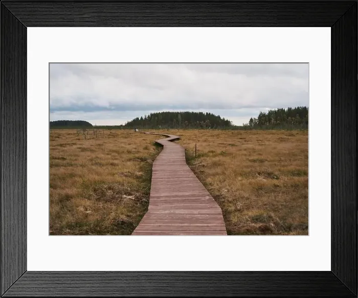 Framed Print : Sestroretsk swamp eco-trail without people, passing directly over the swamp, going into the forest. Autumn season Framed Print : Sestroretsk swamp eco-trail without people, passing directly over the swamp, going into the forest. Autumn season