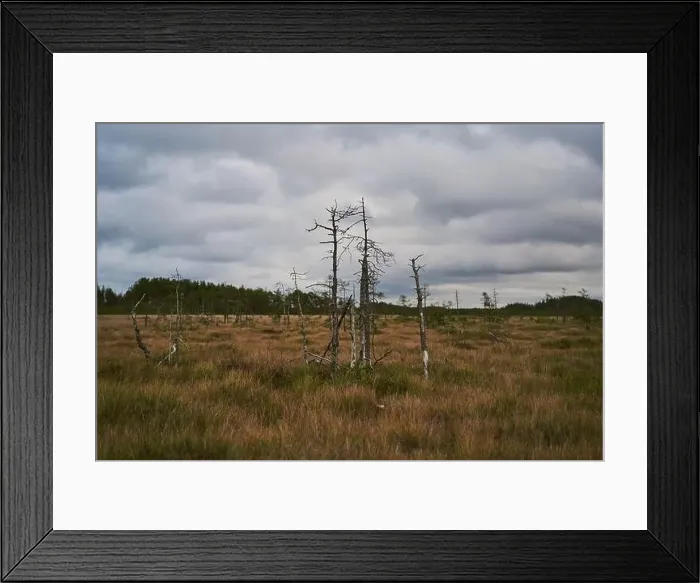 Framed Print : View from the Sestroretsk swamp ecotrope, on dry grass and low small trees growing in the swamp. Autumn season Framed Print : View from the Sestroretsk swamp ecotrope, on dry grass and low small trees growing in the swamp. Autumn season