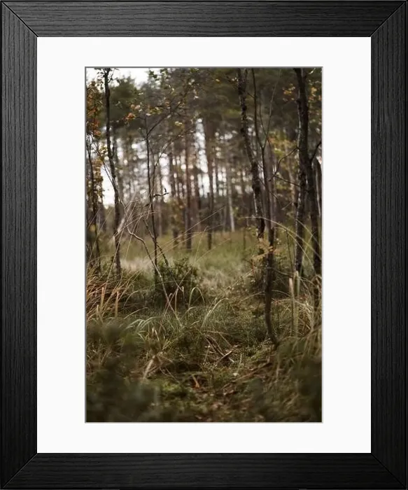 Framed Print : View from the Sestroretsk swamp ecotrope, on dry grass and low small trees growing in the swamp. Autumn season Framed Print : View from the Sestroretsk swamp ecotrope, on dry grass and low small trees growing in the swamp. Autumn season